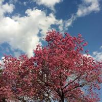 Arbre lapacho synbiovie